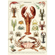Cavallini & Co poster - Crustaceans
