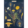 Cavallini & Co poster - Dandelion