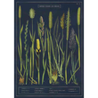 Cavallini & Co poster - British Grasses And Sedges