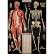 Cavallini & Co poster - L'Anatomie