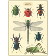 Cavallini & Co poster - Natural History Of Insects