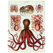 Cavallini & Co poster - Octopods