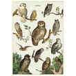 Cavallini & Co poster - Owls