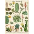 Cavallini & Co poster - Cacti Succulents