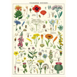 Cavallini & Co poster - Wildflower Specimens