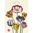 Cavallini & Co poster - Tulipa
