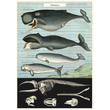 Cavallini & Co poster - Whales