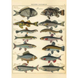 Cavallini & Co poster - Histoire Naturelle Poissons