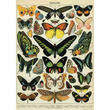Cavallini & Co poster - Papillons