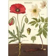 Cavallini & Co poster - Botany
