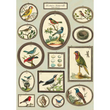 Cavallini & Co poster - Histoire Naturelle Série Oiseaux