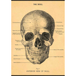 Cavallini & Co poster - The Skull