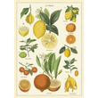 Cavallini & Co poster - Citrus