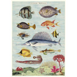 Cavallini & Co poster - Poissons Tropicaux