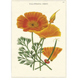 Cavallini & Co poster - California Poppy