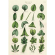 Cavallini & Co poster - Botany